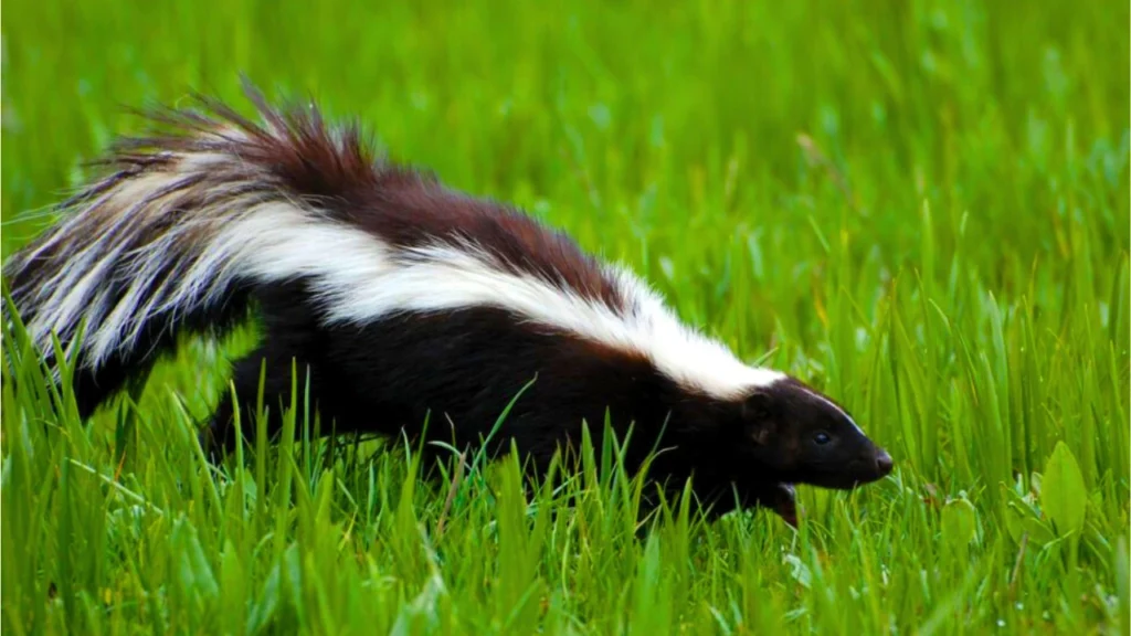 can you eat a skunk
