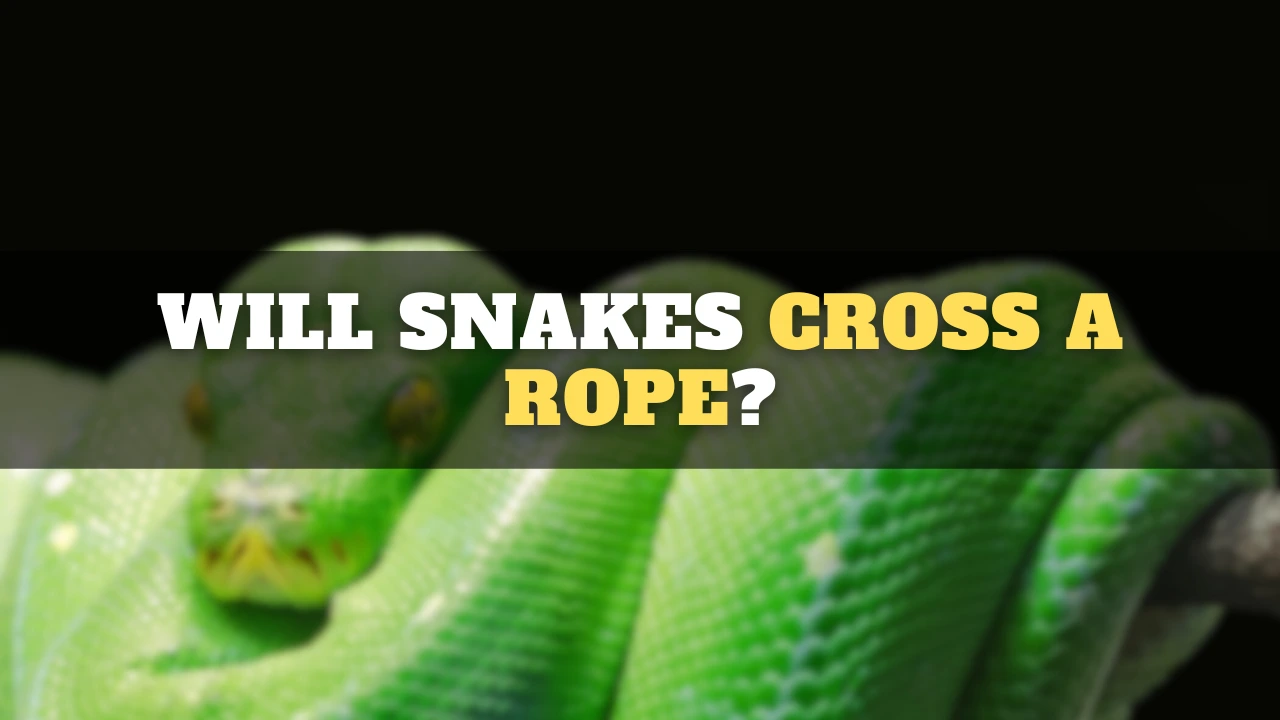 will snakes cross a rope